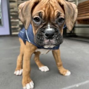 Meet your Posher, Heidi